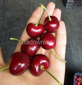 Czereśnia Tamara NAJWIĘKSZE OWOCE w doniczce (C2)