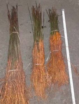 Podkładka gruszy Grusza Kaukaska podkładki