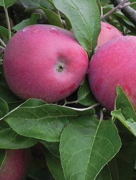 Jabłoń Cortland Wicki 