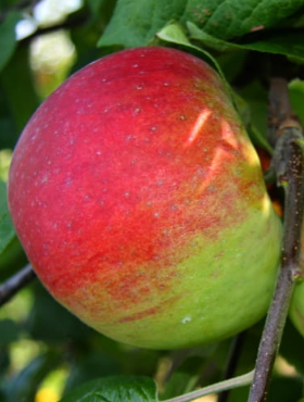 Jabłoń Cortland doniczka (C2)