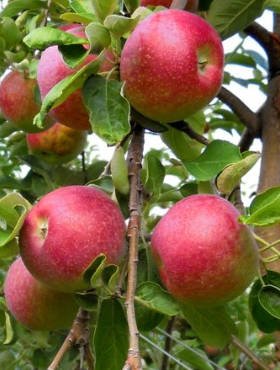 Jabłoń Delikates