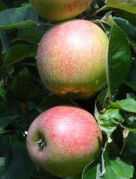 Jabłoń Grochówka 