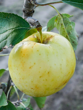 Jabłoń Oliwka Żółta (Papierówka) w doniczce (C2)