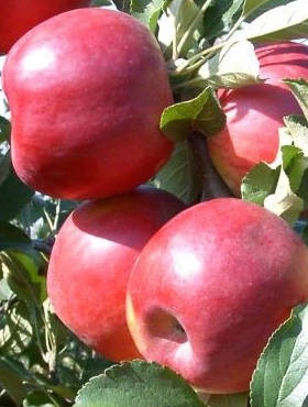 Jabłoń Paulared