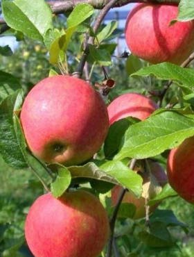 Jabłoń Typu Ariwa Parchoodporna START PACK