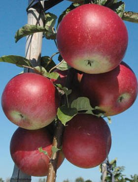 Jabłoń typu Idaredest START PACK