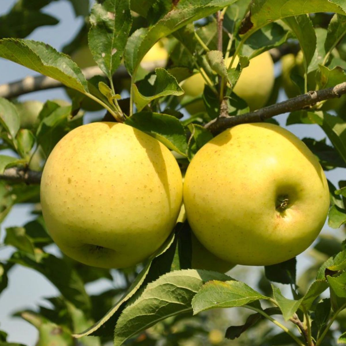 Duo Jabłoń Golden Delicious+Szara Reneta Plant Pack | Sadzonki jabłoni Drzewka owocowe DUO Drzewka owocowe | DrzewkaKarlowe.pl - drzewka karłowe, kolumnowe z dostawą do domu