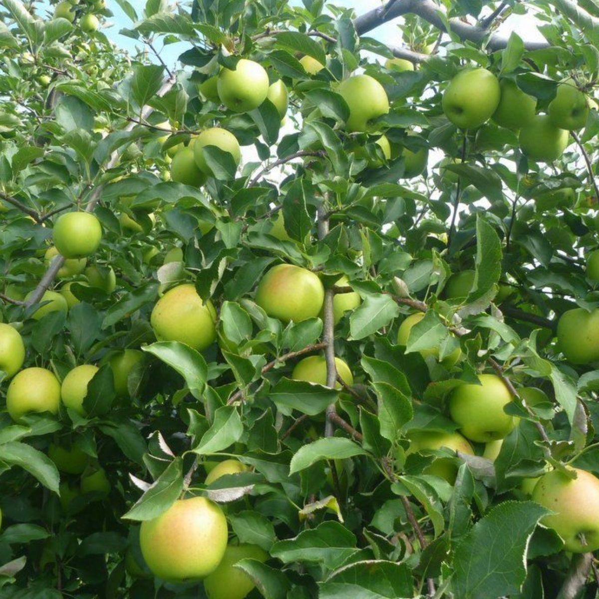 Jabłoń Mutsu Zielone Jabłko Parchoodporne Plant Pack | Sadzonki jabłoni Drzewka owocowe | DrzewkaKarlowe.pl - drzewka karłowe, kolumnowe z dostawą do domu