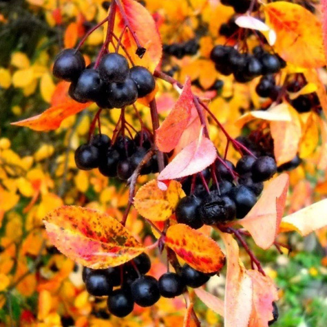 Aronia czarnoowocowa