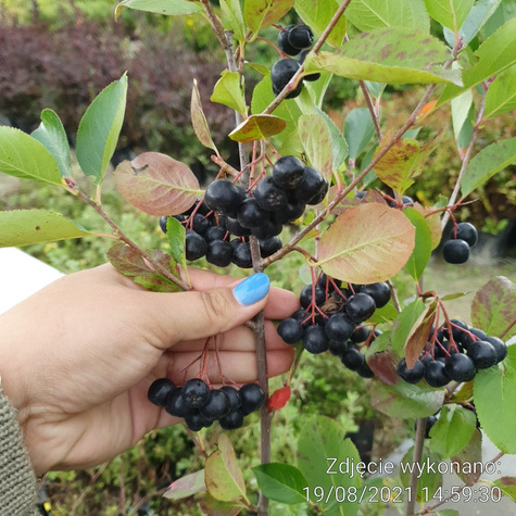 Aronia czarnoowocowa Revontuli Mound w doniczce