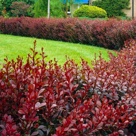 Berberys Atropurpurea