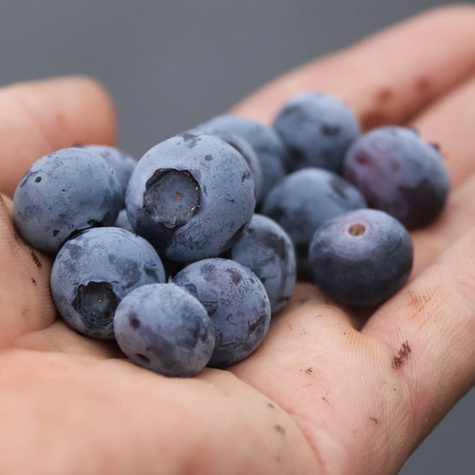 Borówka amerykańska BLUEGOLD średniopóźna (C2)