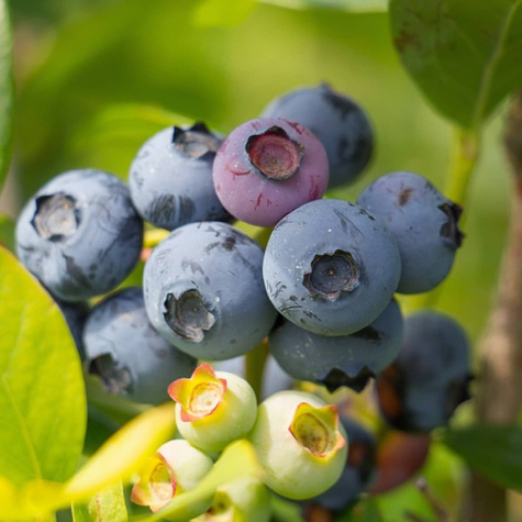 Borówka amerykańska Bluecrop 