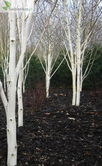 Brzoza papierowa sadzonka 30-50cm balot
