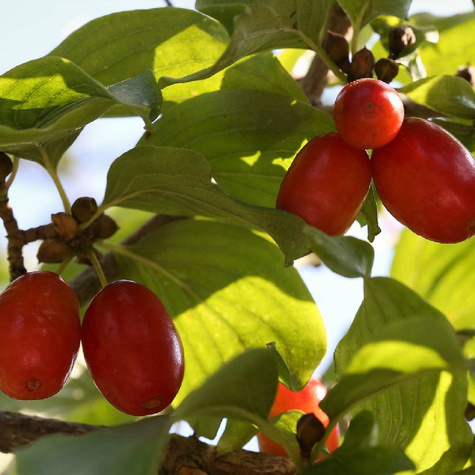 Dereń jadalny Cornus mas w doniczce 