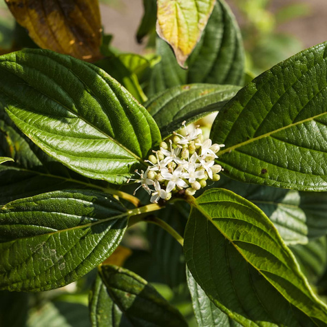 Dereń świdwa Cornus sanguinea Mikoryza
