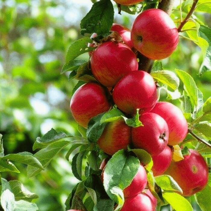 Jabłoń Alwa