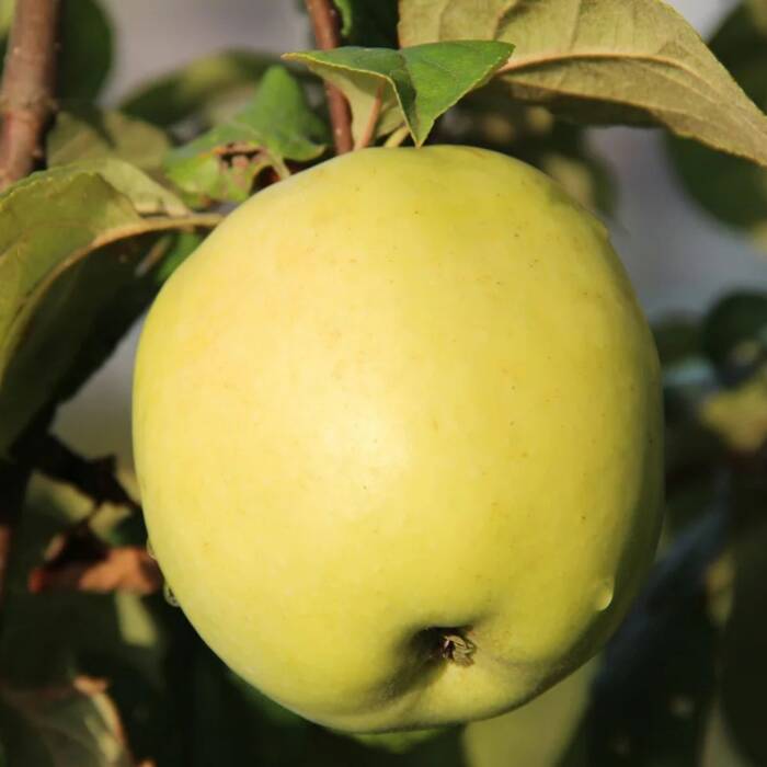 Jabłoń Antonówka Masłowa