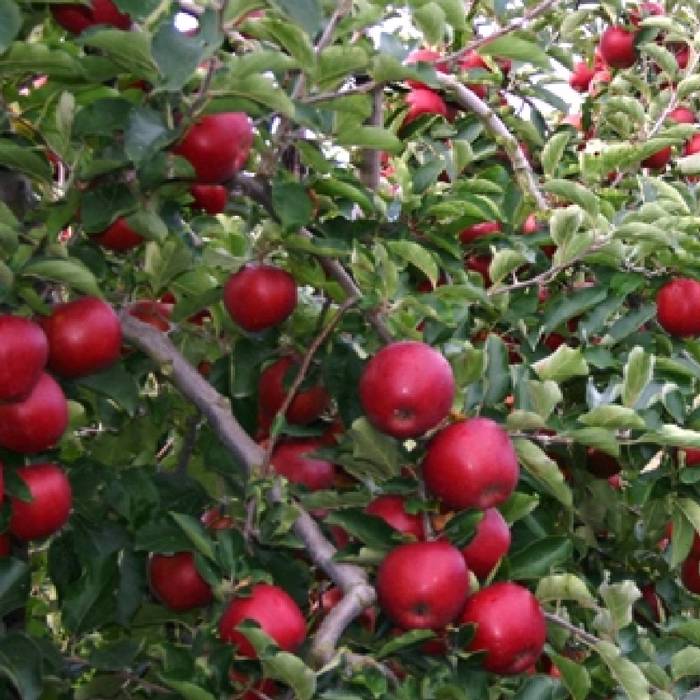 Jabłoń Cortland Wicki w doniczce (C2)