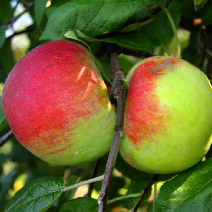 Jabłoń Cortland doniczka (C2)