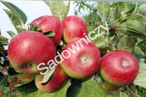 Jabłoń Delikates w doniczce