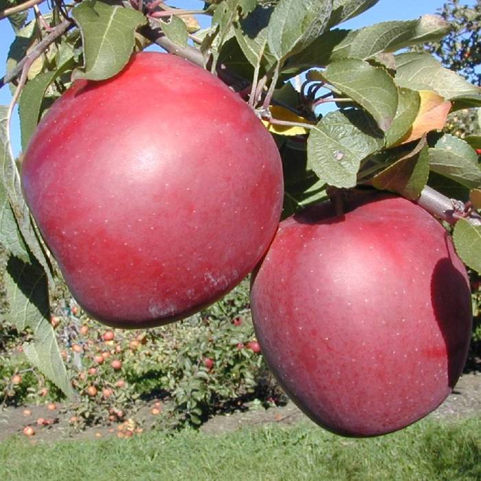 Jabłoń Enterprise Parchoodporna w doniczce (C2)