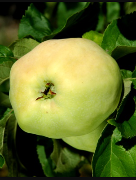 Jabłoń Kalwilla Adenslebrga w doniczce