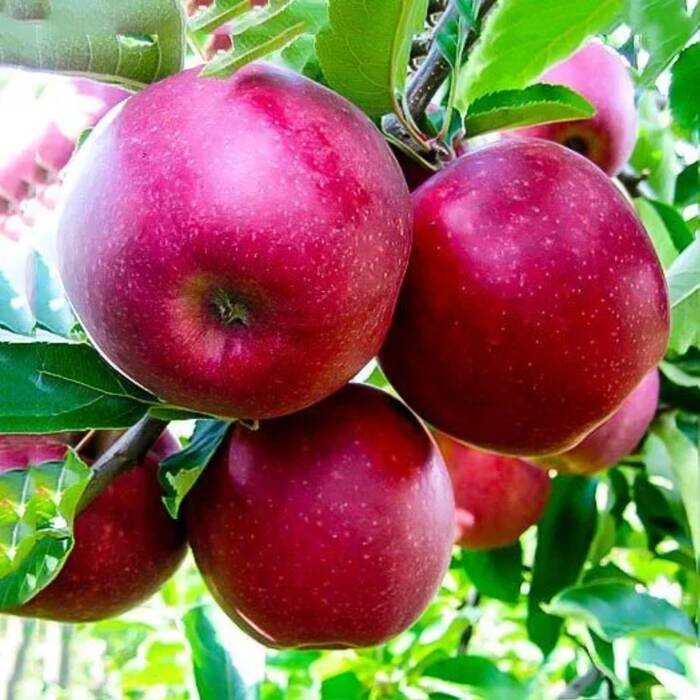 Jabłoń Ligol