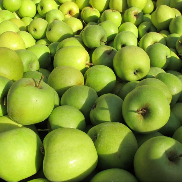 Jabłoń Mutsu Zielone Jabłko Parchoodporne