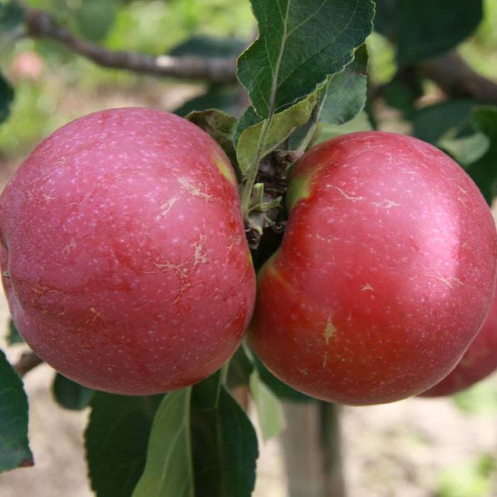Jabłoń Novamac parchoodporny