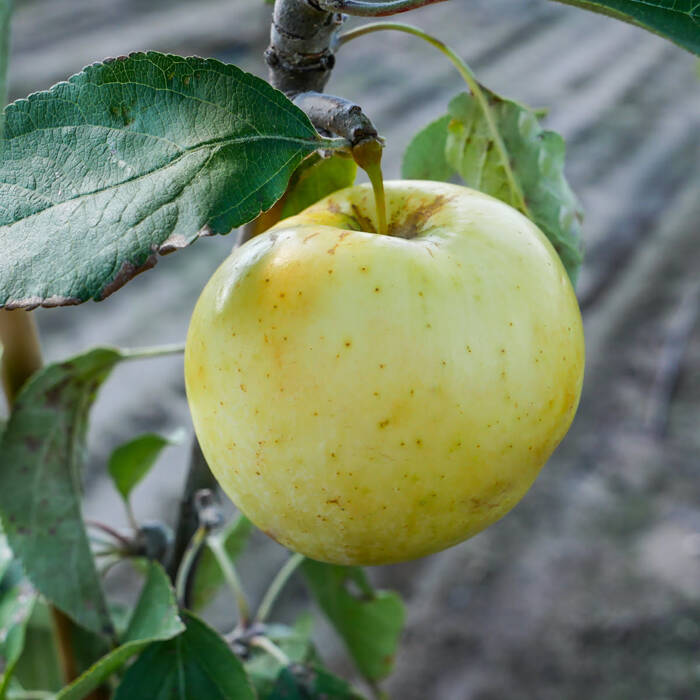 Jabłoń Oliwka Żółta (Papierówka) w doniczce