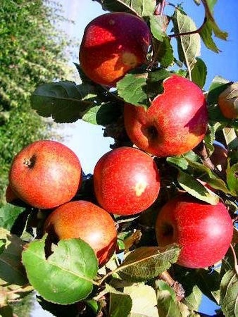 Jabłoń Red Boskoop w doniczce 