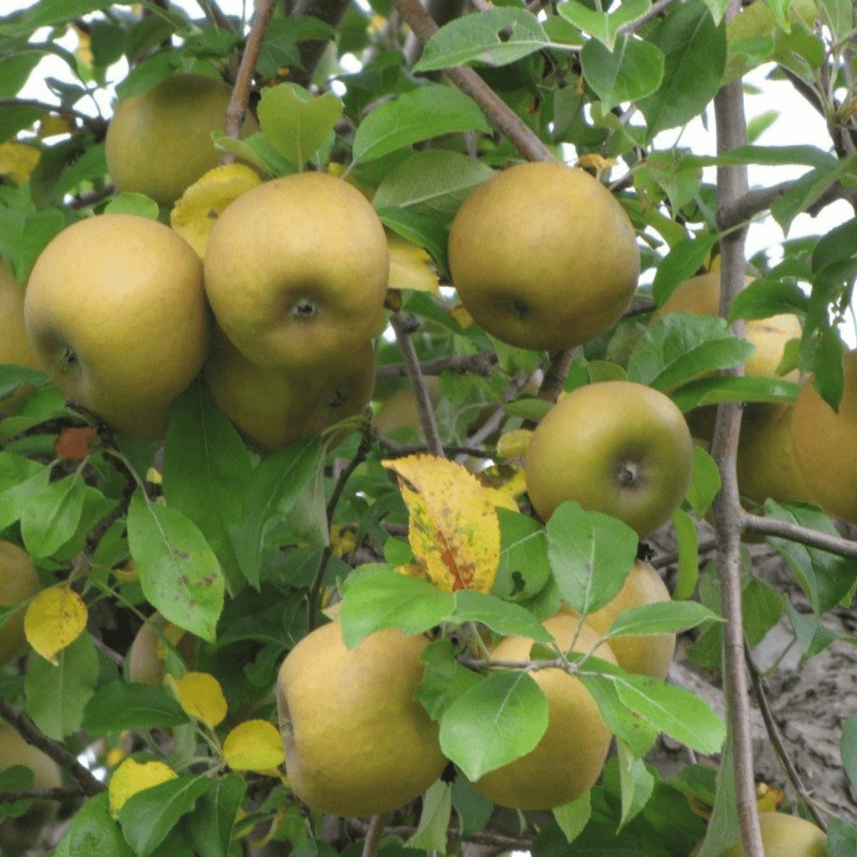 Jabłoń Szara Reneta w doniczce (C2)