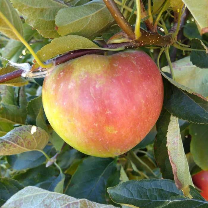 Jabłoń Typu Idarest w doniczce