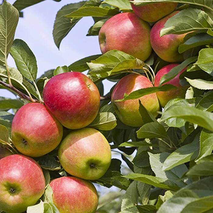 Jabłoń Witos Parchoodporny