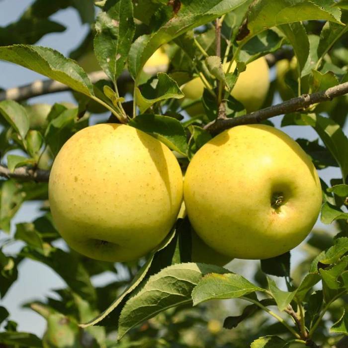 Jabłoń kolumnowa LaLambada w typie Golden Delicious START PACK
