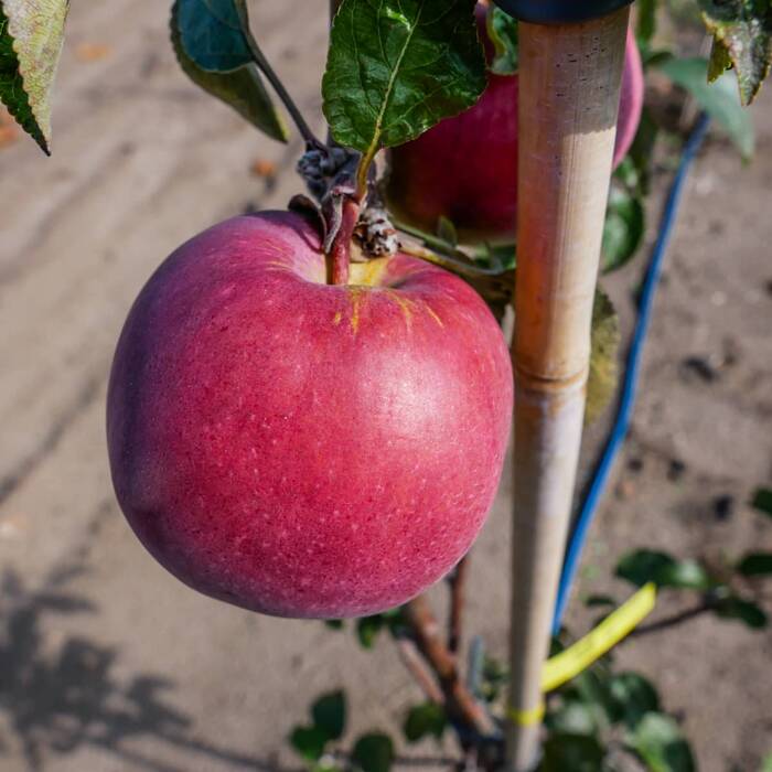Jabłoń typu Adams Apple START PACK