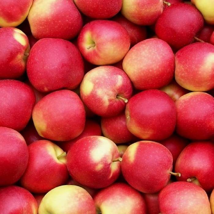 Jabłoń typu Gala Must w doniczce (C2)