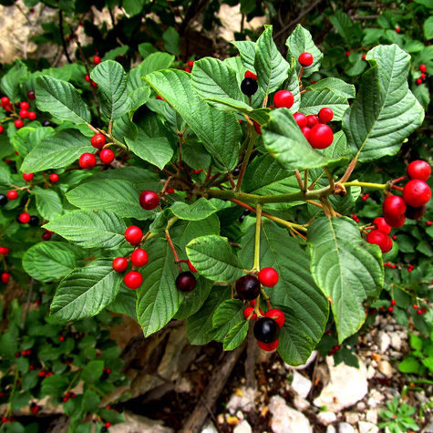 Kruszyna Miododajna Rhamnus frangula Mikoryza+Balot