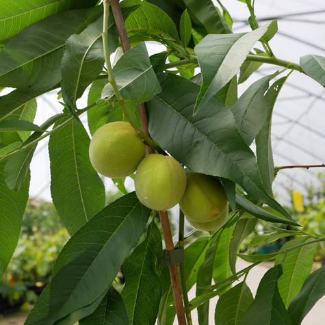 Mini Brzoskwinia biała Fruit Me IcePeach