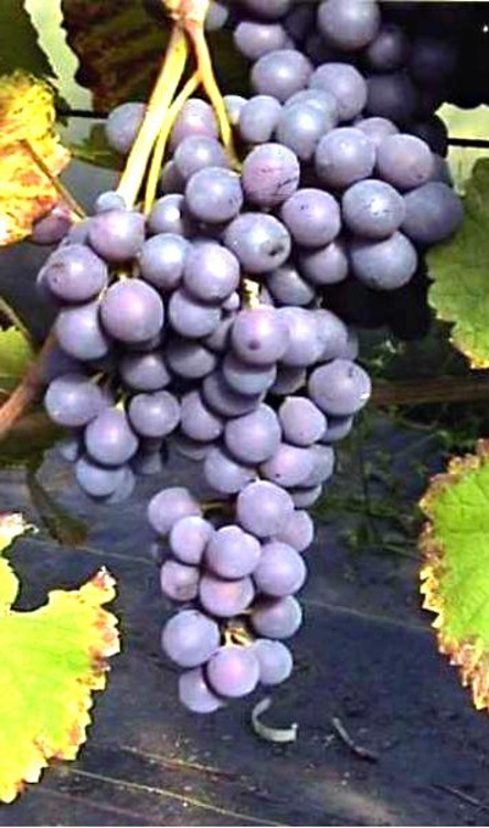 Winorośl winogrona Alden