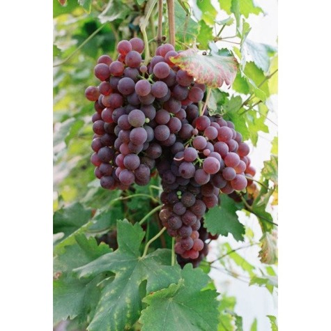 Winorośl winogrona Chrupka Różowa