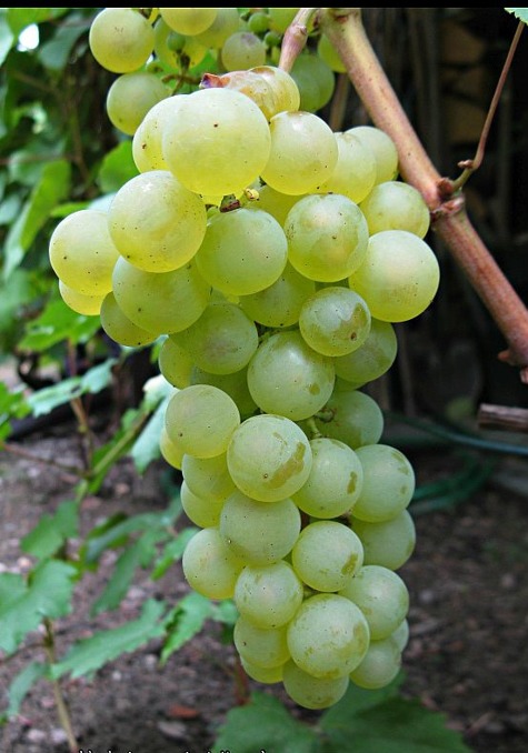 Winorośl winogrona Chrupka Złota