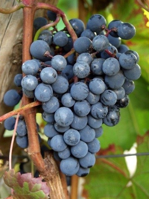 Winorośl winogrona GOUBOK