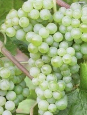 Winorośl winogrona Lakemont bezpestkowa