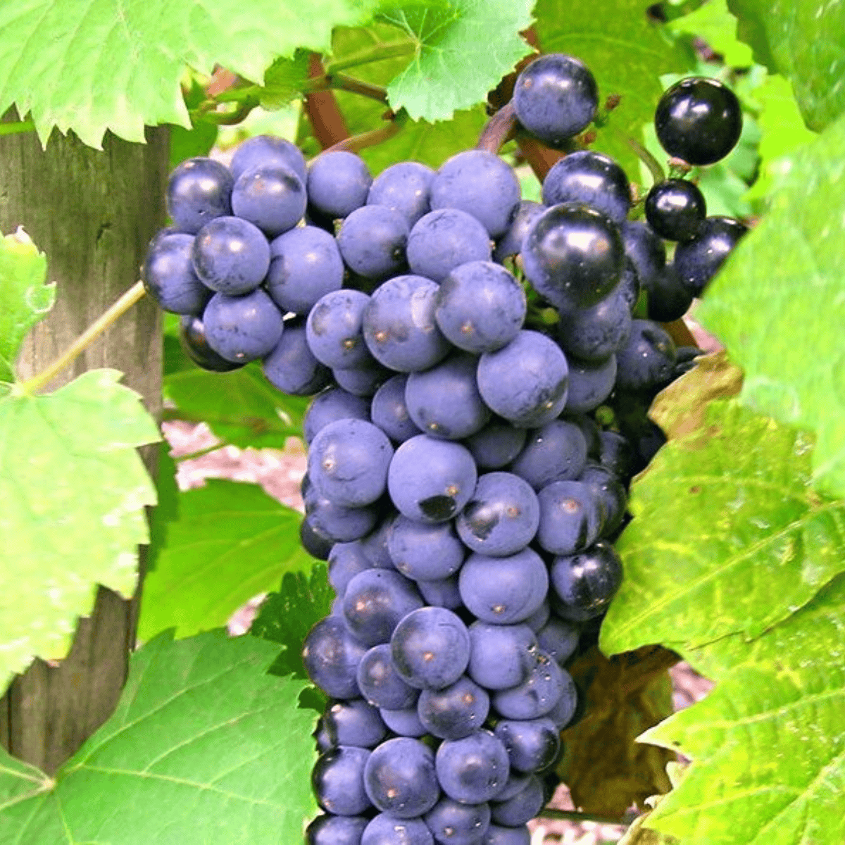 Winorośl winogrona Leon Millot