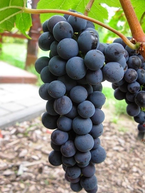 Winorośl winogrona Medina