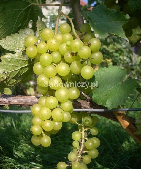 Winorośl winogrona Muskat Odesskij
