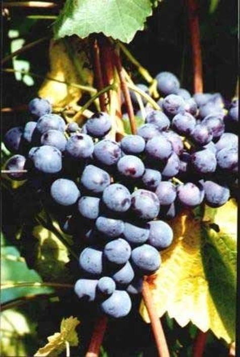 Winorośl winogrona New York Muscat