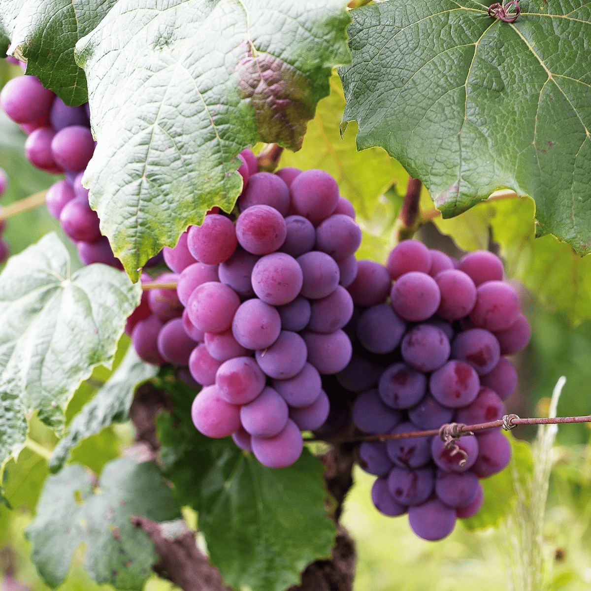 Winorośl winogrona Reliance bezpestkowa